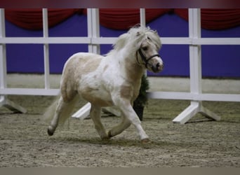Shetland Ponys, Hengst, 8 Jahre, 98 cm, Palomino