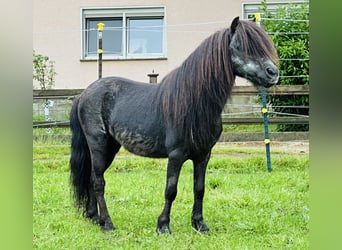 Shetland Ponys, Hengst, 25 Jahre, 95 cm, Rappe