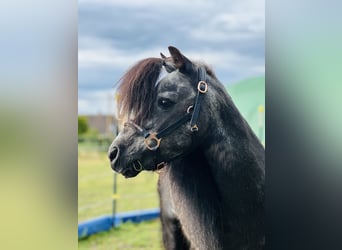 Shetland Ponys, Hengst, 25 Jahre, 95 cm, Rappe