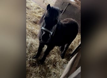Shetland Ponys, Hengst, 3 Jahre, 100 cm, Rappe