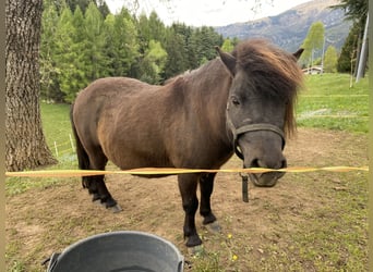 Shetland Ponys, Hengst, 7 Jahre, 90 cm, Rappe