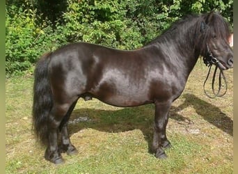 Shetland Ponys, Hengst, 14 Jahre, Rappe