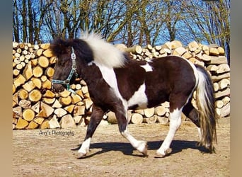 Shetland Ponys, Hengst, 8 Jahre, 102 cm, Schecke