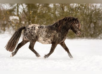 Shetland Ponys, Hengst, 5 Jahre, 108 cm, Tigerschecke