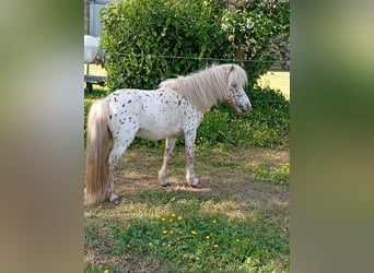 Shetland Ponys Mix, Hengst, 11 Jahre, 90 cm, Tigerschecke