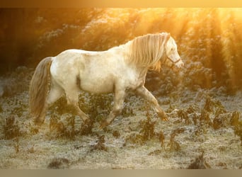 Shetland Ponys, Hengst, 7 Jahre, 112 cm, Tigerschecke