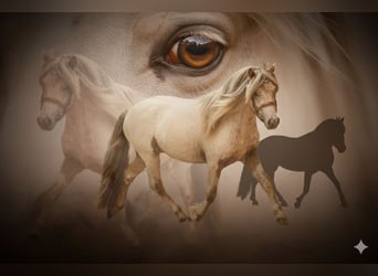 Shetland Ponys, Hengst, 8 Jahre, 112 cm, Tigerschecke