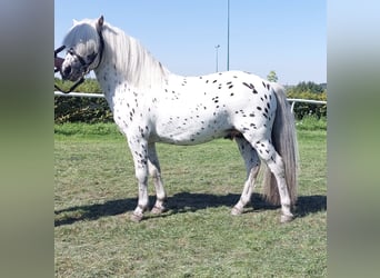 Shetland Ponys, Hengst, 8 Jahre, 108 cm, Tigerschecke