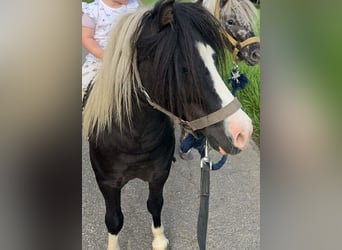 Shetland Ponys, Hengst, 6 Jahre, 95 cm, Tobiano-alle-Farben