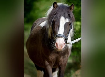 Shetland Ponys, Hengst, 6 Jahre, 95 cm, Tobiano-alle-Farben