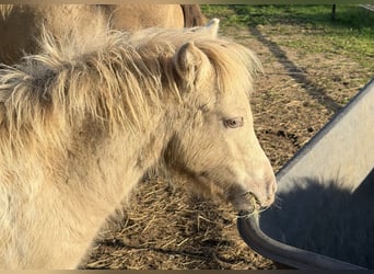 Shetland Ponys, Hengst, Veulen (04/2026), 100 cm, Champagne