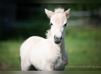 Shetland Ponys, Hengst, veulen (06/2024), 100 cm, Vos