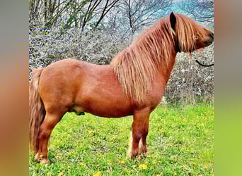 Shetland Ponys, Hengst, Veulen (06/2025), 100 cm, Zwart