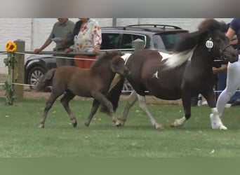 Shetland Ponys, Hengst, Veulen (06/2025), 100 cm, Zwart