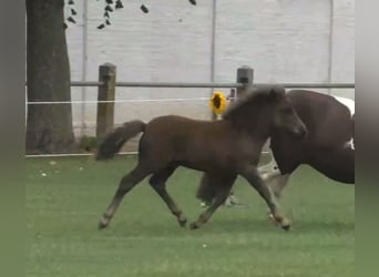 Shetland Ponys, Hengst, Veulen (06/2025), 100 cm, Zwart