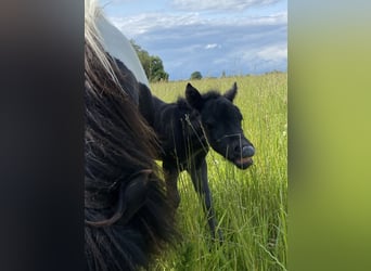 Shetland Ponys, Hengst, Veulen (06/2025), 100 cm, Zwart