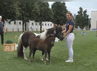 Shetland Ponys, Hengst, Veulen (06/2025), 100 cm, Zwart