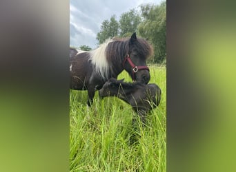 Shetland Ponys, Hengst, Veulen (06/2025), 100 cm, Zwart