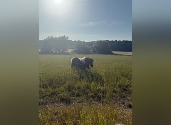 Shetland Ponys, Hengst, Veulen (06/2025), 100 cm, Zwart