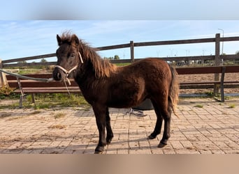 Shetland Ponys, Hengst, Veulen (05/2026), 100 cm, Zwart