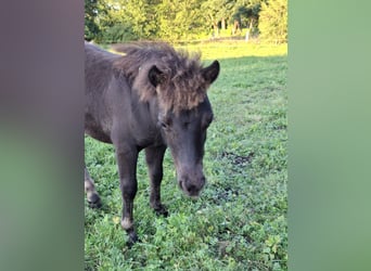 Shetland Ponys, Hengst, Veulen (04/2026), 100 cm, Zwartbruin