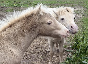 Shetland Ponys, Hengst, Veulen (05/2026), 103 cm, Champagne