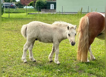 Shetland Ponys, Hengst, Veulen (04/2026), 103 cm, Dunalino