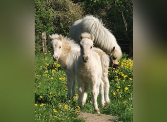 Shetland Ponys, Hengst, Veulen (04/2026), 103 cm, Palomino