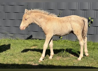Shetland Ponys, Hengst, Veulen (05/2026), 104 cm, Champagne