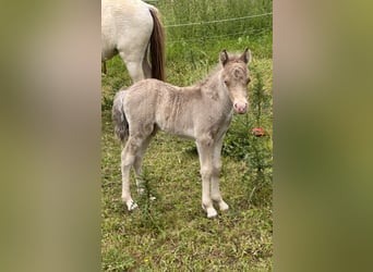 Shetland Ponys, Hengst, Veulen (05/2026), 104 cm, Champagne