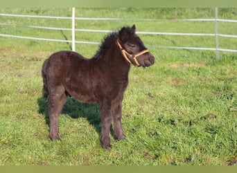 Shetland Ponys, Hengst, Veulen (03/2026), 104 cm, Zwart