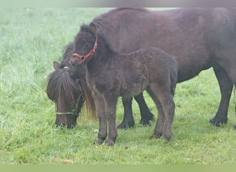 Shetland Ponys, Hengst, Veulen (04/2026), 104 cm, Zwart