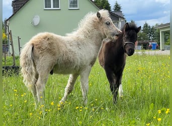 Shetland Ponys, Hengst, Veulen (04/2026), 105 cm, Tobiano-alle-kleuren