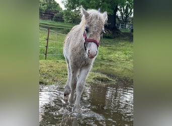 Shetland Ponys, Hengst, Veulen (04/2026), 105 cm, Tobiano-alle-kleuren