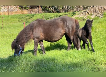 Shetland Ponys, Hengst, Veulen (05/2026), 105 cm, Tobiano-alle-kleuren