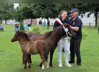 Shetland Ponys, Hengst, Veulen (05/2026), 105 cm, Tobiano-alle-kleuren