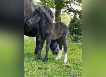 Shetland Ponys, Hengst, Veulen (05/2026), 105 cm, Tobiano-alle-kleuren