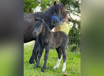 Shetland Ponys, Hengst, Veulen (05/2026), 105 cm, Tobiano-alle-kleuren