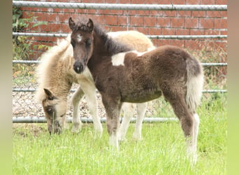 Shetland Ponys Mix, Hengst, Veulen (05/2026), 120 cm, Gevlekt-paard