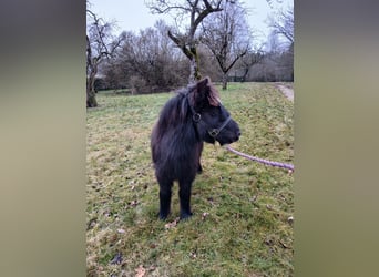 Shetland Ponys, Hengst, Veulen (05/2025), 98 cm, Zwart