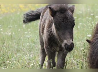 Shetland Ponys, Hengst, Veulen (01/2026)