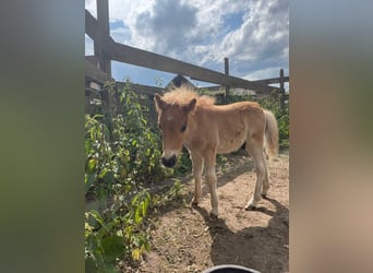Shetland Ponys, Hengst, , Vos