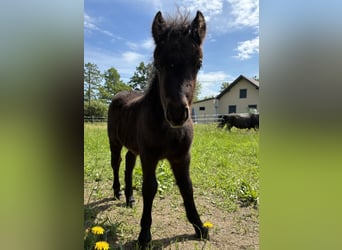 Shetland Ponys, Hengst, Veulen (04/2026), Zwart