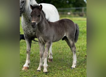 Shetland Ponys, Hengst, , Zwart