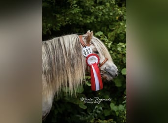 Shetland Ponys, Hengst, 8 Jahre, 112 cm