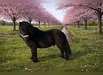 Shetland Ponys, Hengst, 4 Jaar, 100 cm, Zwart