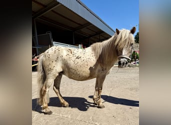 Shetland Ponys, Merrie, 10 Jaar, 100 cm