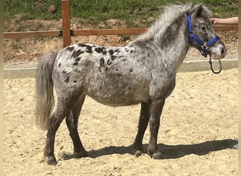 Shetland Ponys, Merrie, 10 Jaar, 102 cm, Appaloosa