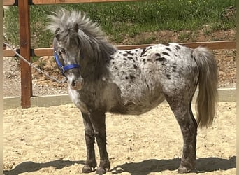 Shetland Ponys, Merrie, 10 Jaar, 102 cm, Appaloosa