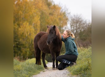 Shetland Ponys, Merrie, 10 Jaar, 105 cm, Donkerbruin